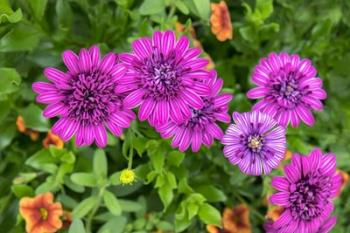 Pink Striped Zinnia | Obraz na stenu