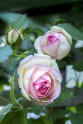 Pink Pierre De Rosard, Eden, Heirloom Roses | Obraz na stenu