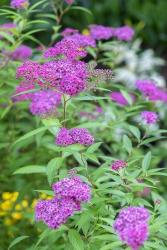 Pink Spirea Bush | Obraz na stenu