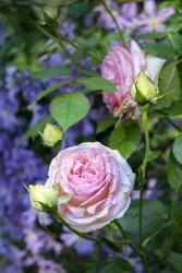 Pink Pierre De Rosard, Eden, Heirloom Roses | Obraz na stenu
