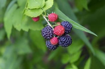 Black Raspberries | Obraz na stenu