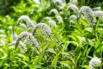 Gooseneck Yellow Loosestrife | Obraz na stenu