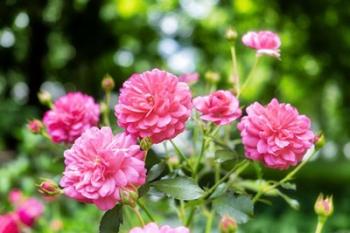 Pink Ever-Blooming Rose Bush | Obraz na stenu
