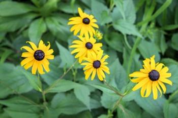 Black-Eyed Susan | Obraz na stenu