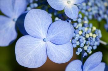 Blue Lacecap Hydrangea | Obraz na stenu
