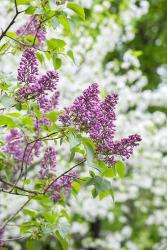 Budding Lilac Bush | Obraz na stenu