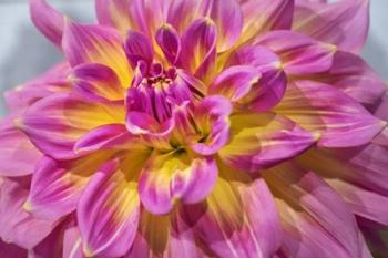 Pink And Yellow Dahlia, Kidd's Climax | Obraz na stenu
