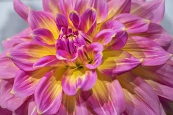 Pink And Yellow Dahlia, Kidd's Climax | Obraz na stenu