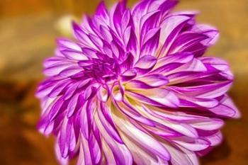 Purple And White Dahlia, RC Diane Brazil | Obraz na stenu