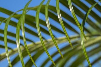 Areca Palm | Obraz na stenu