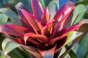 Red And Green Bromeliad | Obraz na stenu