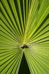 Fan Palm | Obraz na stenu