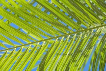 Areca Palm | Obraz na stenu
