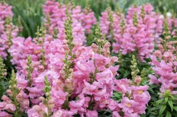 Pink Snapdragons | Obraz na stenu