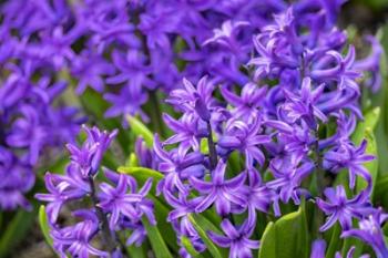 Purple Hyacinth | Obraz na stenu