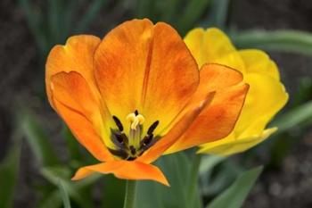 Orange Tulip And Double Daffodil | Obraz na stenu