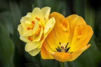 Orange Darwin Hybrid Tulip And Double Daffodil | Obraz na stenu