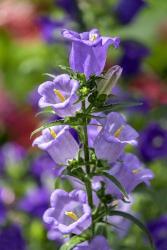 Campanula, Canterbury-Bells | Obraz na stenu