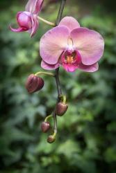 Pink Orchid | Obraz na stenu