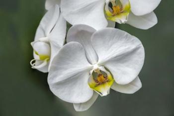 White Orchid | Obraz na stenu