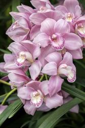 Pink Orchid | Obraz na stenu
