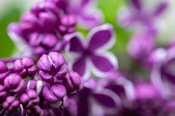 Purple Lilac | Obraz na stenu