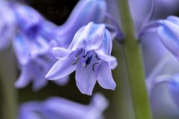 English Wood Hyacinth 1 | Obraz na stenu