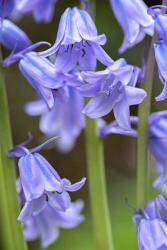 English Wood Hyacinth 2 | Obraz na stenu