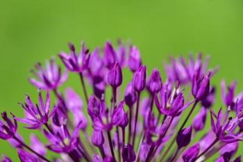 Allium | Obraz na stenu