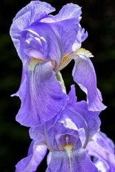 Bearded Iris | Obraz na stenu