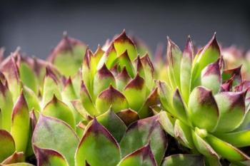 Hens And Chicks, Succulents 2 | Obraz na stenu