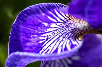 Siberian Iris 1 | Obraz na stenu