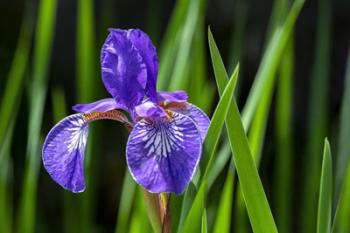 Siberian Iris 2 | Obraz na stenu