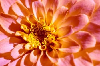 Yellow And Pink Dahlia | Obraz na stenu