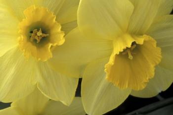 Cache Valley Daffodils, Utah | Obraz na stenu