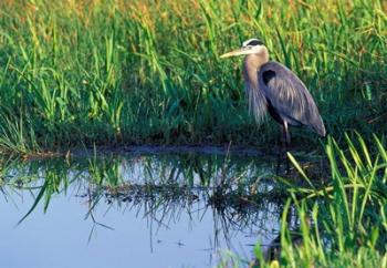 Great Blue Heron in Taylor Slough, Everglades, Florida | Obraz na stenu