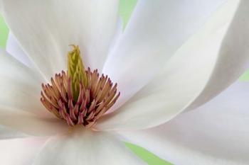 Detail of Magnolia Flower | Obraz na stenu