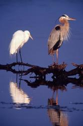 Great Egret and Great Blue Heron on a Log in Morning Light | Obraz na stenu