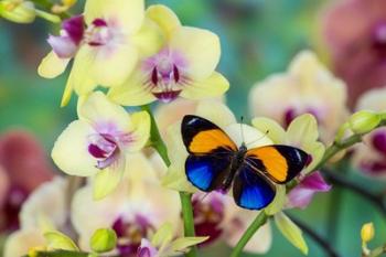 Brush-Footed Butterfly, Callithea Davisi On Orchid | Obraz na stenu
