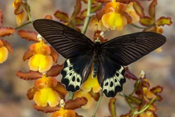 Priapus Batwing Swallowtail Butterfly From SE Asia | Obraz na stenu