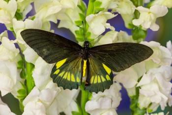 Belus Swallowtail Butterfly On White And Yellow Snapdragon Flower | Obraz na stenu