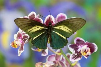 Crassus Swallowtail Butterfly | Obraz na stenu