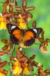 Leopard Lacewing Butterfly | Obraz na stenu