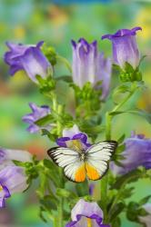 Orange Gull Butterfly | Obraz na stenu