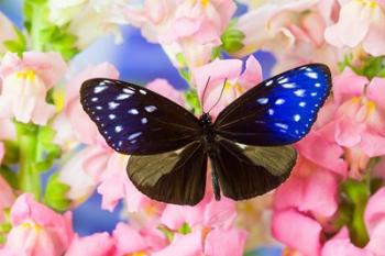 Butterfly The Striped Blue Crow | Obraz na stenu