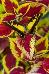 Orange Kite Swallowtail Butterfly | Obraz na stenu