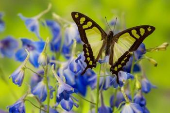 Glassy Bluebottle Butterfly | Obraz na stenu