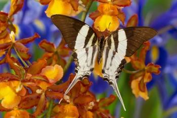 Graphium Dorcus Butongensis Or The Tabitha's Swordtail Butterfly | Obraz na stenu