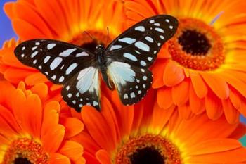 The Veined Swordtail Butterfly | Obraz na stenu