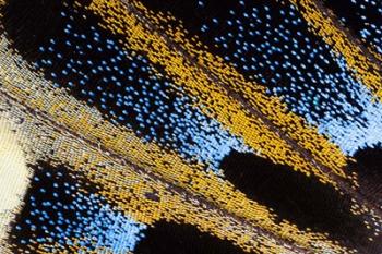 Close-Up Detail Wing Pattern Of Tropical Butterfly | Obraz na stenu